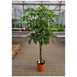 Châtaignier de Guyane à tronc tressé (Pachira aquatica) en pot (Ø 31 cm). Plante verte d'intérieur décorative.