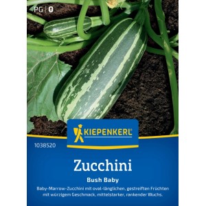Graines de courgettes Kiepenkerl Bush Baby F1 avec des courgettes vert foncé rayées.