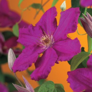 Gros plan d'une clématite 'Ernest Markham' rouge-violette avec des feuilles vertes.