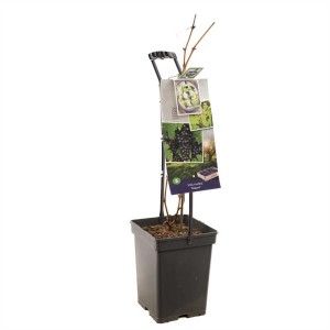 Vigne Vitis vinifera en pot de 20 l, hauteur 60-80 cm. Idéale pour jardin et balcon.