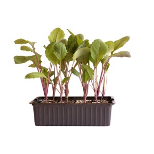 Chou-rave bleu bio, barquette de 12 jeunes plants pour le jardin.