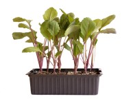 Kohlraben Blau Bio 12er-Schale