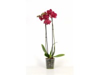 Schmetterlingsorchidee Phalaenopsis 2-Trieber Topf Ø 12 cm Schmetterlingsorchidee Phalaenopsis 2-Trieber Topf Ø 12 cm