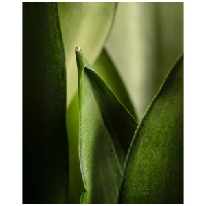 Gros plan sur les feuilles vertes d'une plante d'intérieur Sansevieria Moonshine.
