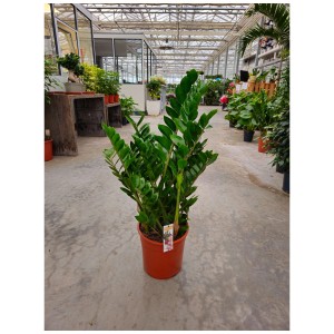 Zamioculcas (plante ZZ) en pot (Ø 27 cm) avec des feuilles vertes brillantes.