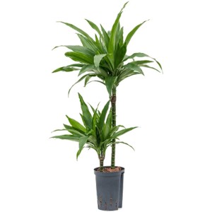Hydropflanze Dracaena Janet Craig en pot, plante d'intérieur verte.