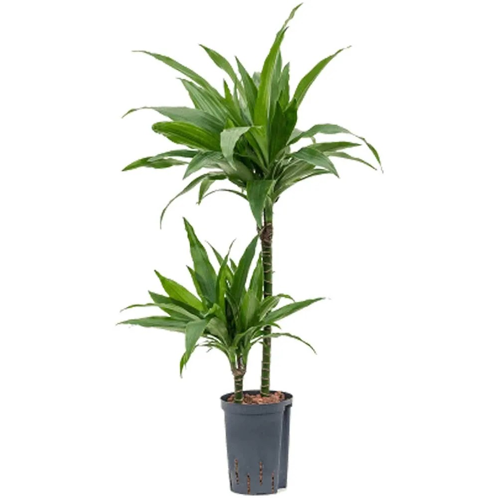 raven glcksfeder Zamioculcas zamiifolia 'Raven' (ZZ Plant, Glcksfeder)  Jungle Leaves