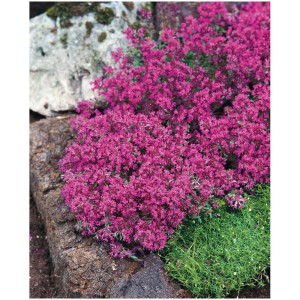 Piante tappezzanti e da cuscino fiorite in diverse varietà. Fitti fiori rosa.
