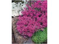 Bodendecker- und Polsterstauden verschiedene Sorten Topf 1 l / 1 Stk.