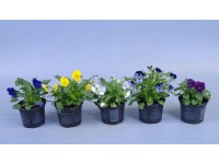 Horn-Veilchen Viola cornuta verschiedene Farben Topf 9 cm / 1 Stk.