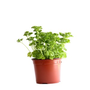 Persil frisé bio en pot, Ø 13 cm, pour la cuisine.