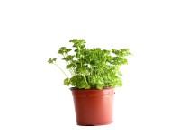 Petersilie gekraust Bio Topf Ø 13 cm