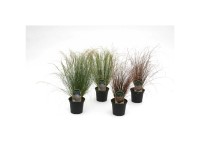 Gräser verschiedene Sorten Topf Ø 23 cm / Höhe 45 cm Gräser verschiedene Sorten Topf Ø 23 cm / Höhe 45 cm