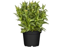 GROW by OBI Sommermargerite Leucanthemum Weiss Topf Ø 13 cm