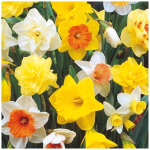 Mehrfarbige Narzissen-Mischung von GROW by OBI, 15 Stück Blumenzwiebeln für den Garten.