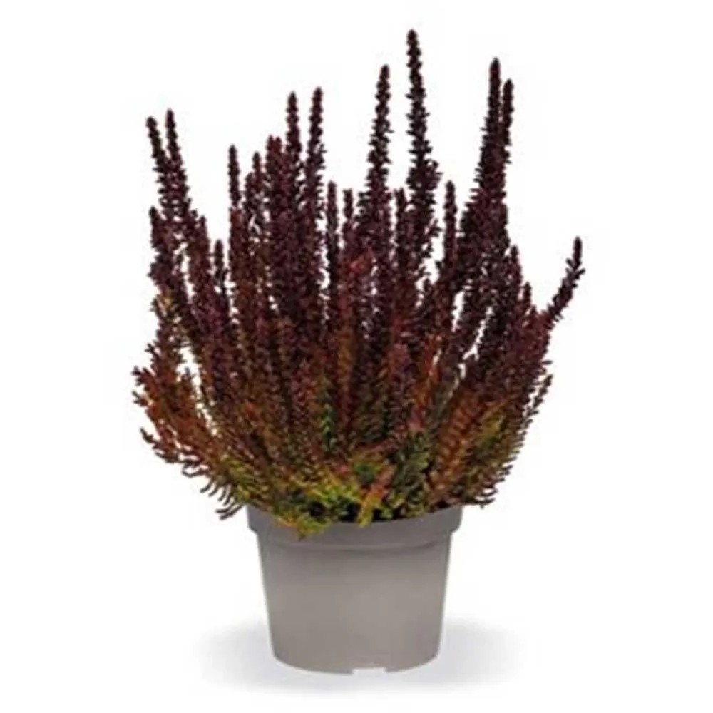Besenheide Sunset Girls Calluna vulgaris Topf Ø 13 cm