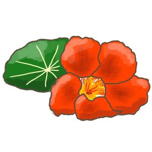 Illustration d'une fleur de capucine orange avec une feuille verte. Capucine bio Blu.