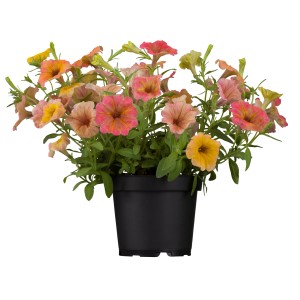 Pétunia Surfinia colorée en pot, plante suspendue avec des fleurs jaunes, oranges et roses.