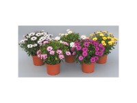 Kapkörbchen Farbenauswahl Osteospermum Topf Ø 19 cm  / 1 Stk.