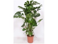 Grünpflanzen-Mix am Moosstab verschiedene Sorten Topf Ø 24 - 27 cm / 1 Stk.