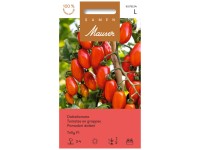 Tomate datte Trilly F1