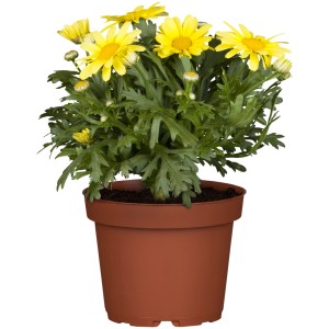 Margherita Argyranthemum gialla in vaso, ca. 35 cm di diametro, per fioriere.