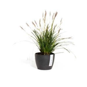 Pot de fleurs Ecopots Stockholm gris foncé, Ø 16 cm, planté avec de l'herbe ornementale.