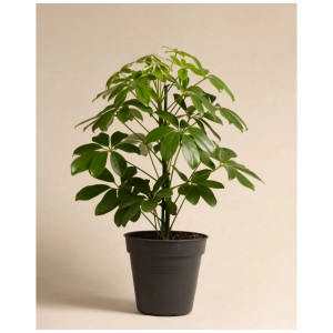 Plante d'intérieur verte Feey Schefflera (hauteur 30-50 cm) dans un pot noir.