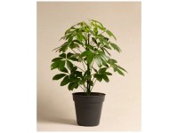 Feey Schefflera arboricola Höhe 30 - 50 cm