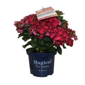 Hortensia Magical Four Seasons en pot, magnifiques fleurs rouges pour balcon et terrasse.