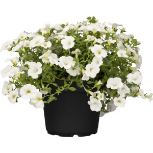 Calibrachoa blanc en pot, plante retombante pour massifs et balcons.