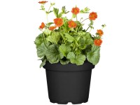 GROW by OBI Rote Nelkenwurz Geum Orangerot Topf Ø 13 cm
