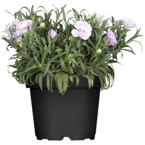 Garofano da giardino misto in vaso, ca. 14 cm Ø, pianta da esterno con fiori delicati in vari colori.
