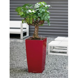 Pot de fleurs rouge brillant Lechuza Cubico Premium 40x40 cm avec plante.