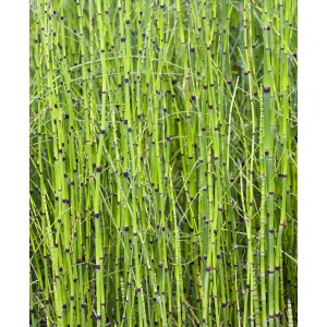 Equiseto (Equisetum japonicum) verde in vaso, pianta decorativa per laghetti da giardino.