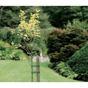 Attache arbre fixant un jeune arbre à un tuteur dans le jardin. Lot de 3, chacun de 3 m de long.