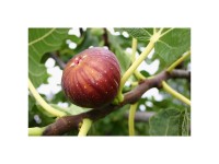 Feige Madeleine des deux Saisons Ficus Topf 5 l