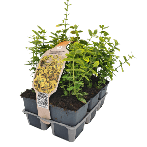 Lot de 6 fusains rampants Emerald Gold, plantes persistantes panachées de jaune en pot.