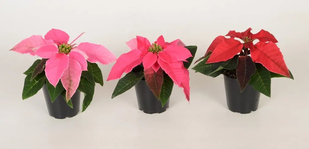 Mini Weihnachtsstern verschiedene Farben Topf-Ø ca. 6 cm Euphorbia pulcherrima kaufen bei OBI