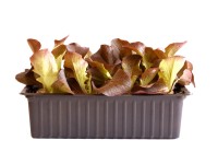 Eichblatt Rot Bio 12er-Schale