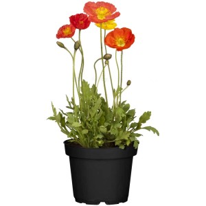 Papavero islandese in vaso con fiori rossi, gialli e arancioni. Pascolo per api per luoghi soleggiati.