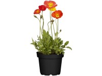 GROW by OBI Island Mohn Papaver nudicaule Topf Ø 19 cm