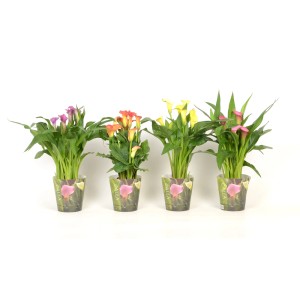 Zantedeschia (Calla) en pot, couleurs variées. Plante fleurie élégante pour emplacements ensoleillés.