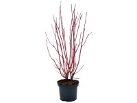 Frühlingssträucher in Sorten Topf Ø 18 cm / 1 Stk.