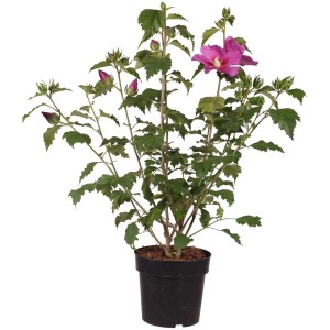 Ibisco Walberton's Rose Moon in vaso con fiori rosa e foglie verdi.