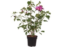Garteneibisch Walberton's Rose Moon Hibiscus syriacus Topf 4,5 l