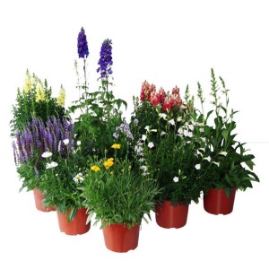 Piante perenni in vaso (Ø 19cm) con fiori colorati.