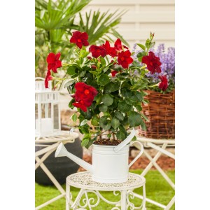 Dipladénia (Mandevilla) rouge GROW by OBI avec support grimpant en pot, présentée dans un arrosoir blanc.