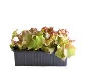 Lollo Rosso Bio 12er-Schale