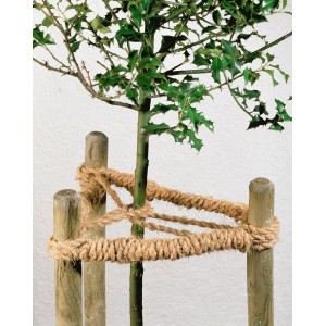 Arbre fixé à des poteaux en bois avec de la ficelle de fixation naturelle. Fil de coco pour l'attache au jardin.